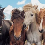 Puzzles 2 x 24 pièces L'Amour des chevaux Ravensburger