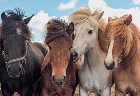 Puzzles 2 x 24 pièces L'Amour des chevaux Ravensburger